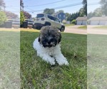 Small #4 Poochon