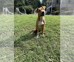 Small #2 Bluetick Coonhound-Redbone Coonhound Mix