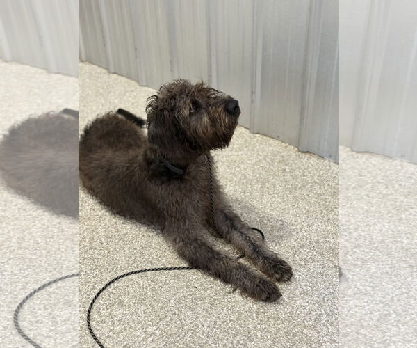 Medium Photo #6 Mutt Puppy For Sale in Valrico, FL, USA