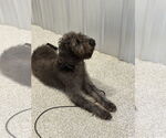 Small #5 Mutt