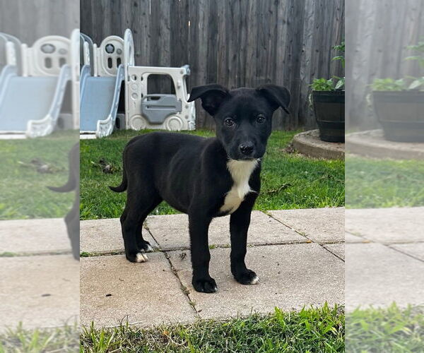 Medium Photo #8 Labrador Retriever-Unknown Mix Puppy For Sale in OKLAHOMA CITY, OK, USA