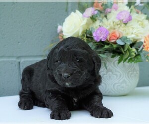 Newfypoo Puppy for sale in FREDERICKSBG, OH, USA