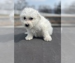 Small Photo #6 Bichon Frise Puppy For Sale in CANOGA, NY, USA