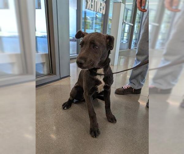 Medium Photo #1 Mastiff-Unknown Mix Puppy For Sale in San Martin, CA, USA