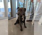 Small Mastiff Mix