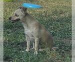 Small Chihuahua Mix