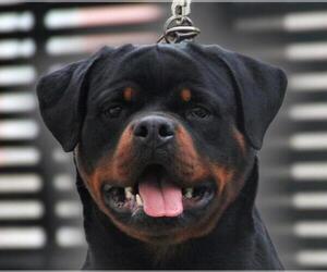 Rottweiler Puppy for sale in Moscow, Moscow, Russia