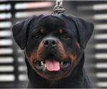 Small Photo #1 Rottweiler Puppy For Sale in Moscow, Moscow, Russia