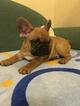 Small Photo #1 French Bulldog Puppy For Sale in BAY VIEW, WI, USA