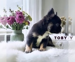 Image preview for Ad Listing. Nickname: Toby the Fluffy