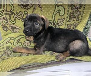 Mutt Dogs for adoption in HESPERIA, CA, USA