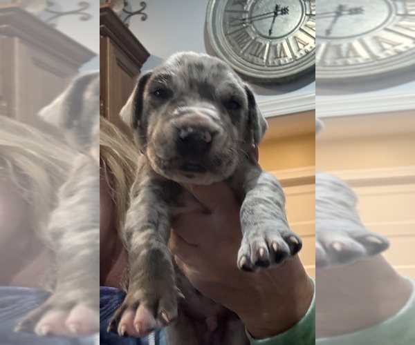 Medium Photo #13 Great Dane Puppy For Sale in CLANTON, AL, USA