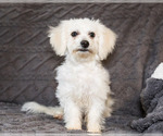 Small Photo #3 Bichon Frise Puppy For Sale in WAKARUSA, IN, USA