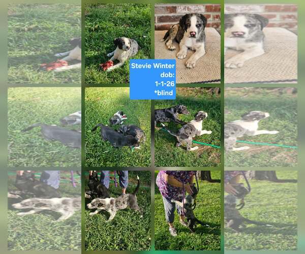 Medium Photo #1 Mutt Puppy For Sale in Wakefield, RI, USA