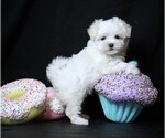 Small #2 Maltese