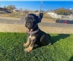 Small #1 French Bulldog