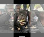 Small #1 Olde Bulldog
