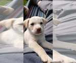 Small #1 Labrador Retriever Mix