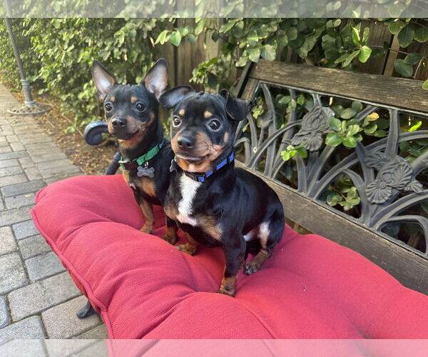 Medium Photo #3 Chipin Puppy For Sale in Santa Clara, CA, USA