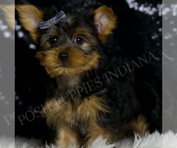 Medium Photo #3 Yorkshire Terrier Puppy For Sale in WARSAW, IN, USA