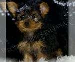 Small #2 Yorkshire Terrier
