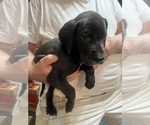 Small Photo #40 Great Dane Puppy For Sale in SPRAGGS, PA, USA