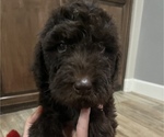 Small Photo #5 Labradoodle Puppy For Sale in WOLFFORTH, TX, USA