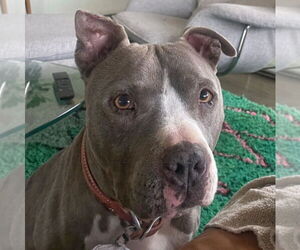 American Staffordshire Terrier-Unknown Mix Dogs for adoption in Lake Forest, CA, USA