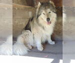 Small #18 Samoyed-Siberian Husky Mix
