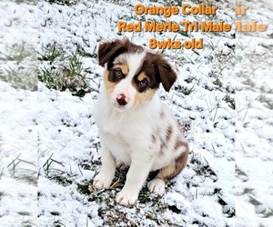 Border Collie Puppy for sale in BYBEE, TN, USA