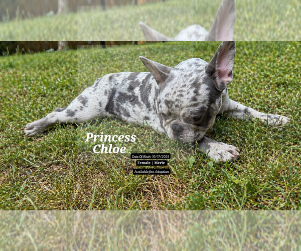 Medium Photo #5 French Bulldog Puppy For Sale in FAYETTEVILLE, GA, USA