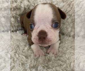 Boston Terrier Puppy for sale in CRKD RVR RNCH, OR, USA