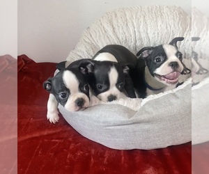 Boston Terrier Puppy for sale in FONTANA, CA, USA