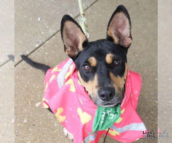 Medium Photo #1 Miniature Pinscher-Unknown Mix Puppy For Sale in Washington, DC, USA