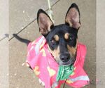 Hefty - Male Miniature Pinscher-Unknown Mix Dog for Adoption - Small photo