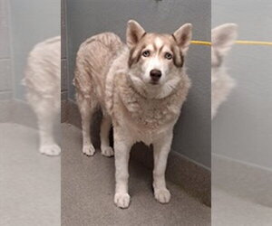 Siberian Husky-Unknown Mix Dogs for adoption in Las Vegas, NV, USA