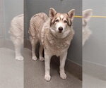 Small Siberian Husky Mix