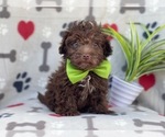 Small Photo #2 Poodle (Miniature)-Schnoodle (Miniature) Mix Puppy For Sale in LAKELAND, FL, USA