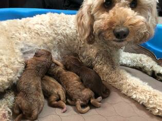 Father of the Goldendoodle puppies born on 10/29/2018