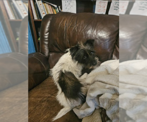 Mutt Dogs for adoption in Cranston, RI, USA