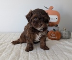 Small #12 ShihPoo