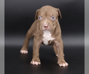 American Bully Puppy for sale in CHAMPAIGN, IL, USA