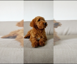 Goldendoodle Puppy for sale in LAS VEGAS, NV, USA