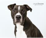 Small #17 American Pit Bull Terrier Mix