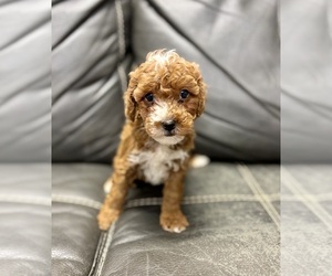 Poodle (Toy) Puppy for sale in RIPLEY, MS, USA