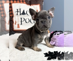 Medium French Bulldog