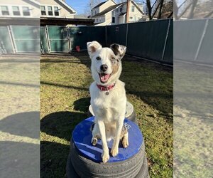 Border Collie-Collie Mix Dogs for adoption in Brewster, NY, USA