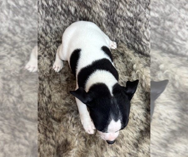 Medium Photo #7 Rat Terrier Puppy For Sale in WHITAKERS, NC, USA