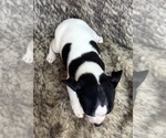Small #6 Rat Terrier