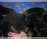 Puppy Blue boy German Shepherd Dog
